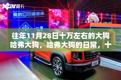 建議，十一月二十八號的溫馨記憶，哈弗大狗的日常