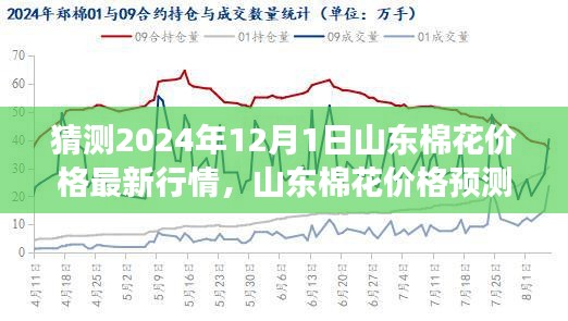 2024年預(yù)測，山東棉花價(jià)格行情展望與觀點(diǎn)碰撞