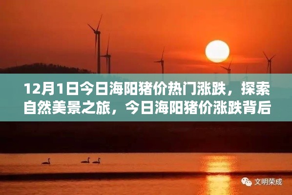 今日海陽豬價(jià)走勢揭秘，探索自然美景之旅與內(nèi)心寧靜的啟程