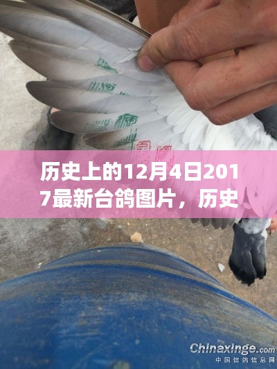 歷史上的今天，臺鴿展翅，自信與成就感的源泉——最新臺鴿圖片發(fā)布