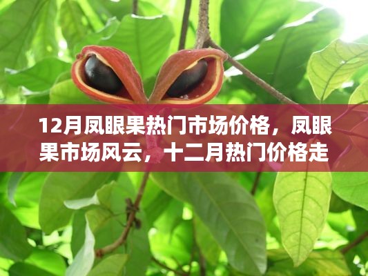 12月鳳眼果市場(chǎng)風(fēng)云解析，價(jià)格走勢(shì)深度探討