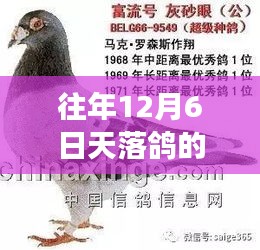 鼓舞人心的勵志之旅，天落鴿的奇跡與力量，歷年12月6日的故事更新