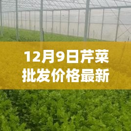 12月9日芹菜批發(fā)價(jià)格最新行情及市場(chǎng)走勢(shì)深度解析與未來(lái)趨勢(shì)預(yù)測(cè)