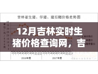 吉林實時生豬價格查詢網(wǎng)使用指南，從初學(xué)者到進(jìn)階用戶，一鍵查詢12月最新生豬價格