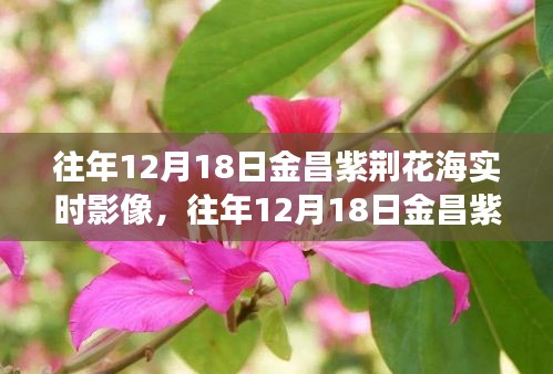 往年12月18日金昌紫荊花海，與自然的浪漫邂逅實(shí)時(shí)影像回顧