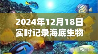 海底探險利器，2024年海底生物實時記錄相機使用指南與體驗