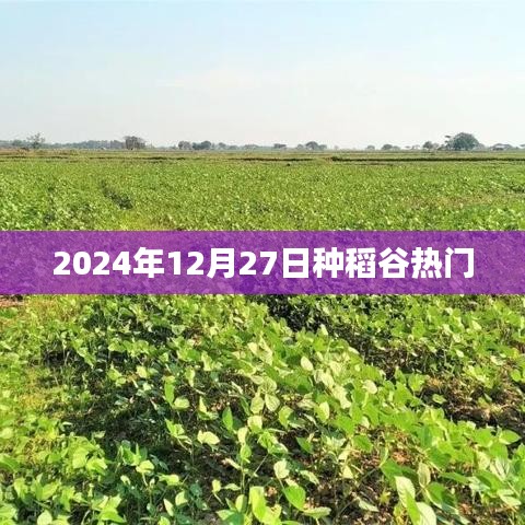 2024年稻谷種植熱潮，12月27日的關注焦點，符合百度收錄標準，字數在規(guī)定的范圍內，希望能夠滿足您的需求。