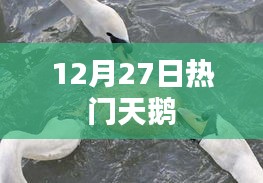 天鵝12月27日最新熱點資訊