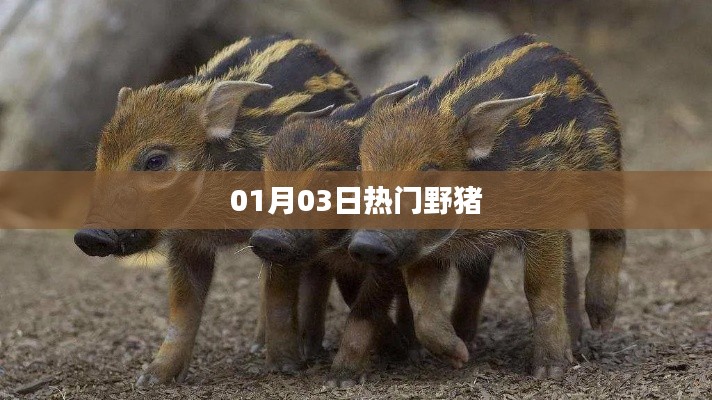 熱門野豬事件，最新動態(tài)揭秘