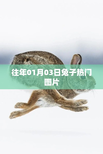 兔子熱門圖片盤點，日期回溯至一月三日