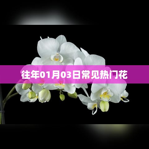 『一月三日熱門(mén)花卉概覽』