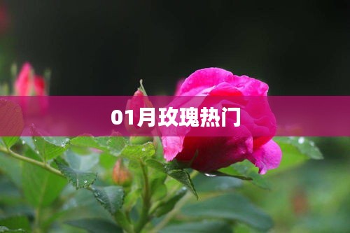 玫瑰熱潮來(lái)襲，一月份浪漫綻放