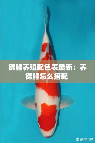 錦鯉養(yǎng)殖配色表最新：養(yǎng)錦鯉怎么搭配 