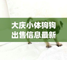 大慶小體狗狗出售信息最新：大慶附近狗市場(chǎng)在哪里 