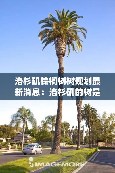 洛杉磯棕櫚樹(shù)樹(shù)規(guī)劃最新消息：洛杉磯的樹(shù)是什么樹(shù) 