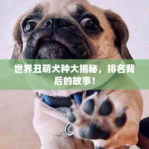 世界丑萌犬種大揭秘，排名背后的故事！