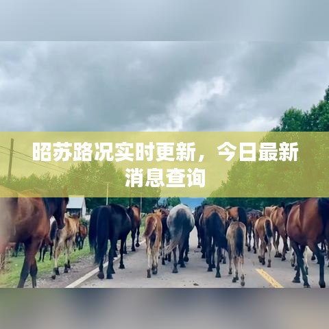 昭蘇路況實時更新，今日最新消息查詢