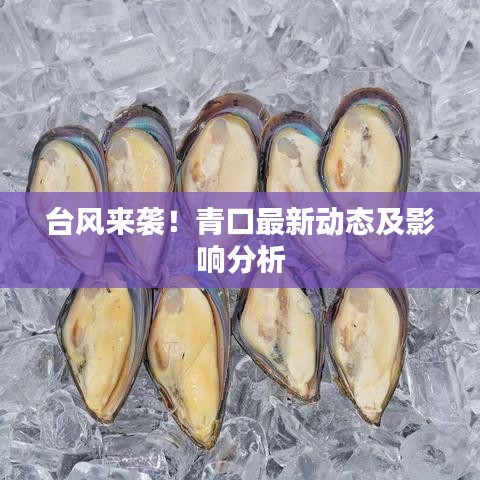 臺風(fēng)來襲！青口最新動態(tài)及影響分析