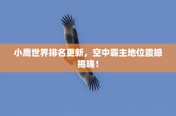 小鷹世界排名更新，空中霸主地位震撼揭曉！