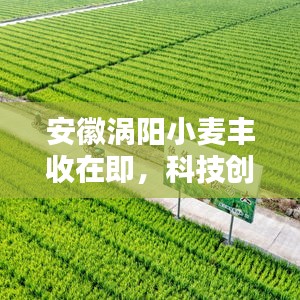 安徽渦陽小麥豐收在即，科技創(chuàng)新助力田野希望