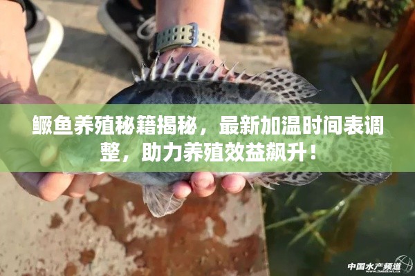 鱖魚養(yǎng)殖秘籍揭秘，最新加溫時(shí)間表調(diào)整，助力養(yǎng)殖效益飆升！