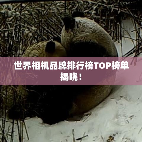 世界相機(jī)品牌排行榜TOP榜單揭曉！