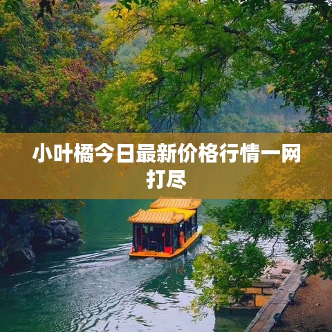 小葉橘今日最新價格行情一網(wǎng)打盡