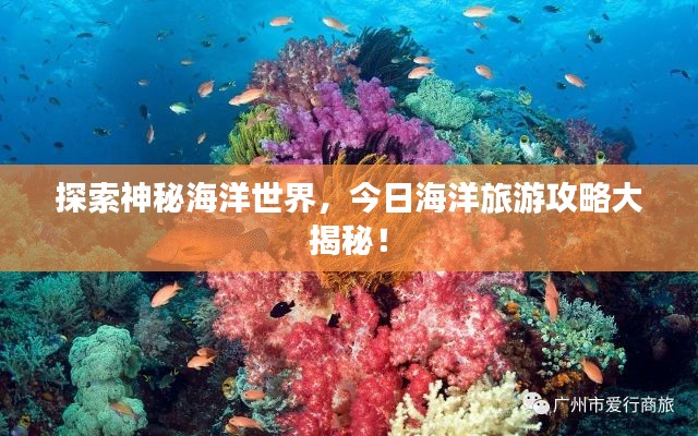 探索神秘海洋世界，今日海洋旅游攻略大揭秘！