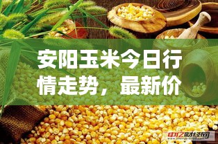 安陽玉米今日行情走勢，最新價格動態(tài)一網(wǎng)打盡