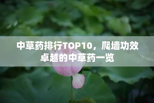 中草藥排行TOP10，爬墻功效卓越的中草藥一覽