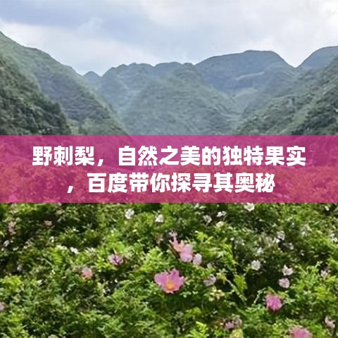 野刺梨，自然之美的獨特果實，百度帶你探尋其奧秘