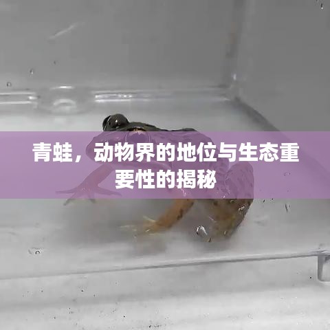 青蛙，動(dòng)物界的地位與生態(tài)重要性的揭秘