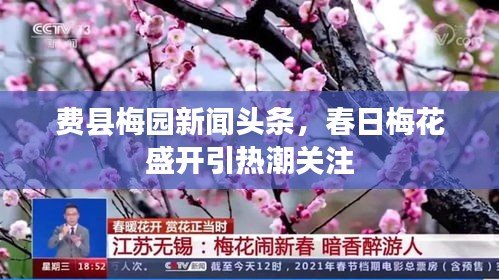 費縣梅園新聞頭條，春日梅花盛開引熱潮關(guān)注