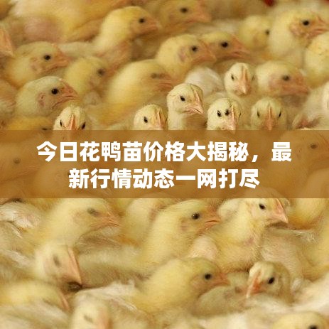 今日花鴨苗價格大揭秘，最新行情動態(tài)一網(wǎng)打盡