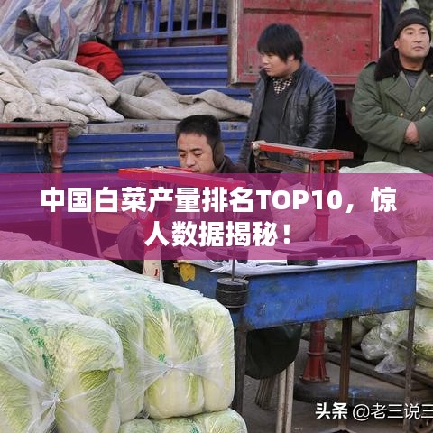 中國白菜產(chǎn)量排名TOP10，驚人數(shù)據(jù)揭秘！