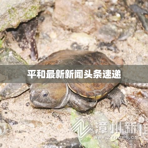 平和最新新聞?lì)^條速遞