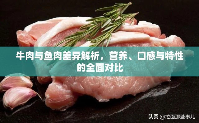 牛肉與魚(yú)肉差異解析，營(yíng)養(yǎng)、口感與特性的全面對(duì)比