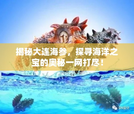 揭秘大連海參，探尋海洋之寶的奧秘一網(wǎng)打盡！