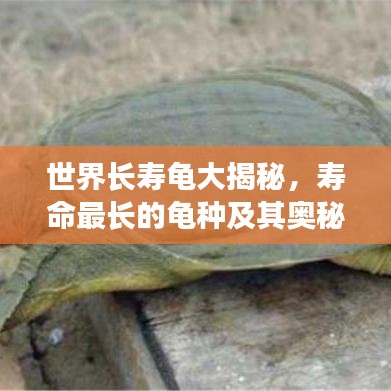 世界長壽龜大揭秘，壽命最長的龜種及其奧秘排行榜！
