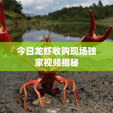 今日龍蝦收購現(xiàn)場獨家視頻揭秘