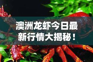 澳洲龍蝦今日最新行情大揭秘！