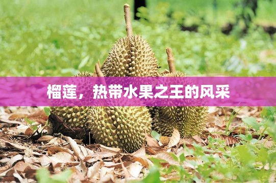榴蓮，熱帶水果之王的風(fēng)采