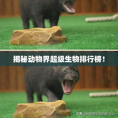 揭秘動物界超級生物排行榜！