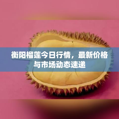 衡陽(yáng)榴蓮今日行情，最新價(jià)格與市場(chǎng)動(dòng)態(tài)速遞