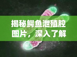 揭秘鱷魚泄殖腔圖片，深入了解鱷魚生殖系統(tǒng)的奧秘