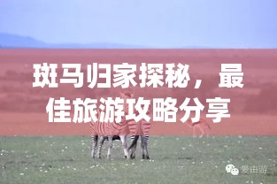 斑馬歸家探秘，最佳旅游攻略分享