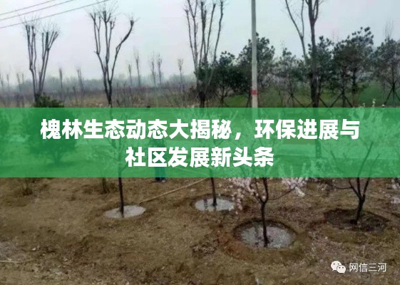 槐林生態(tài)動(dòng)態(tài)大揭秘，環(huán)保進(jìn)展與社區(qū)發(fā)展新頭條