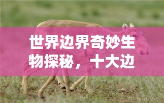 世界邊界奇妙生物探秘，十大邊界動物排名！