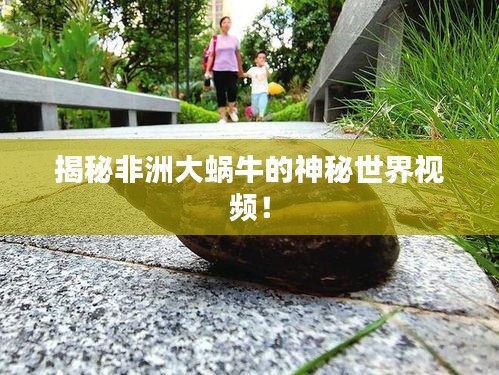 揭秘非洲大蝸牛的神秘世界視頻！