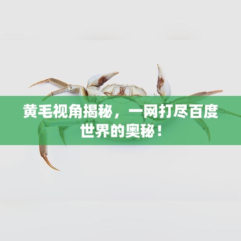 黃毛視角揭秘，一網(wǎng)打盡百度世界的奧秘！